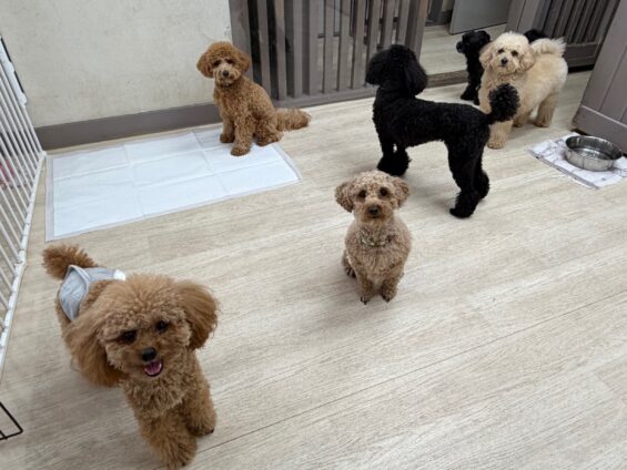 ヌーノクラブ　犬のペットホテル　東京　中野区　フリースペースでのびのび　お預かり中　トイプードルのクレア