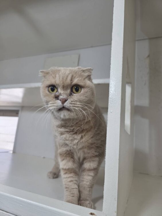 ヌーノクラブ 猫専用ペットホテル 都内 中野区 フリースペースでのびのび お預り中の猫ちゃん スコティッシュフォールドのまる