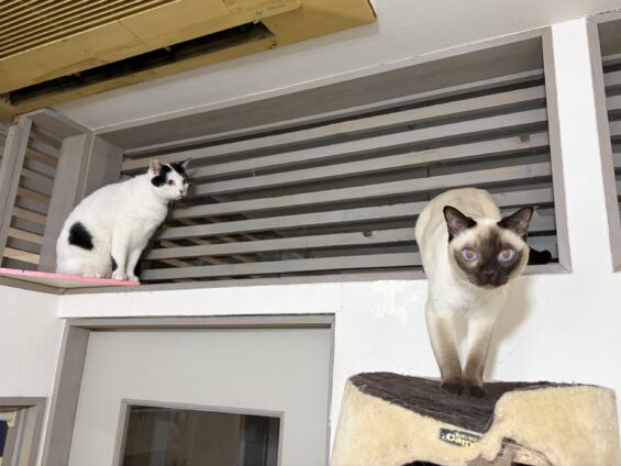 ヌーノクラブ 猫専用ペットホテル 都内 中野区 フリースペースでのびのび お預り中の猫ちゃん 白黒猫のめいじ・トンキニーズのそら