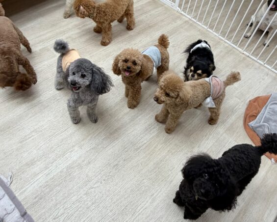ヌーノクラブ　犬のペットホテル　東京　中野区　フリースペースでのびのび　お預かり中　トイプードルのチャム