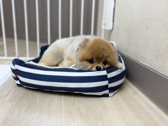 ヌーノクラブ　犬のペットホテル　東京　中野区　フリースペースでのびのび　お預かり中　ポメラニアンの月