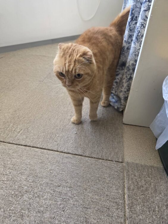 ヌーノクラブ 猫専用ペットホテル 都内 中野区 フリースペースでのびのび お預り中の猫ちゃん スコティッシュフォールドのちゃわこ