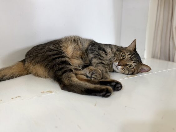 ヌーノクラブ 猫専用ペットホテル 都内 中野区 フリースペースでのびのび お預り中の猫ちゃん ミックスのみーた