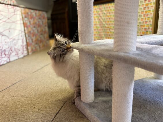 ヌーノクラブ 猫専用ペットホテル 都内 中野区 フリースペースでのびのび お預り中の猫ちゃん サイベリアンのレオ