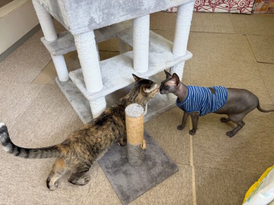 ヌーノクラブ　猫専用ペットホテル　都内　中野区　フリースペースでのびのび　お預り中の猫ちゃん　スフィンクスのジロー