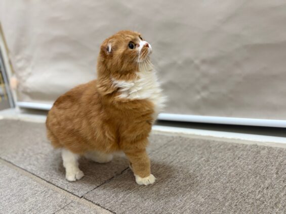 ヌーノクラブ　猫専用ペットホテル　都内　中野区　フリースペースでのびのび　お預り中の猫ちゃん　スコティッシュフォールドのもも