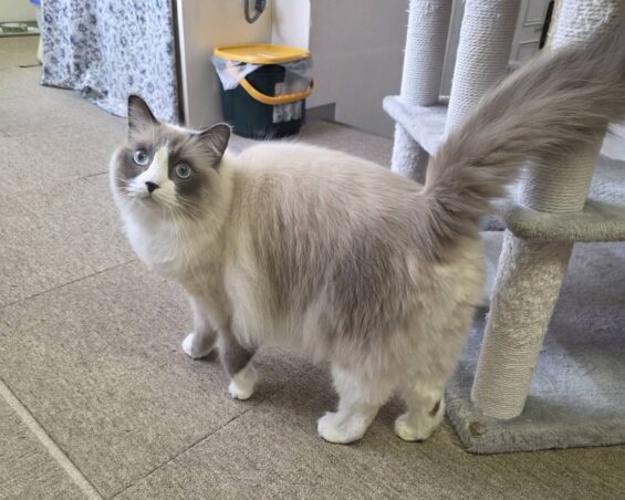 ヌーノクラブ　猫専用ペットホテル　都内　中野区　フリースペースでのびのび　お預り中の猫ちゃん　サイベリアンの永織