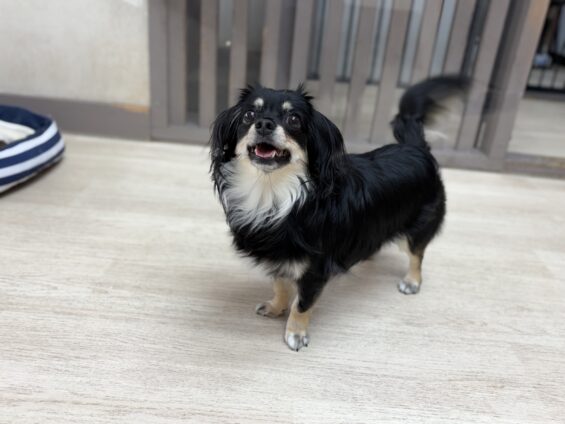 ヌーノクラブ 犬のペットホテル 東京 中野区 フリースペースでのびのび お預かり中 チワックスのリリー
