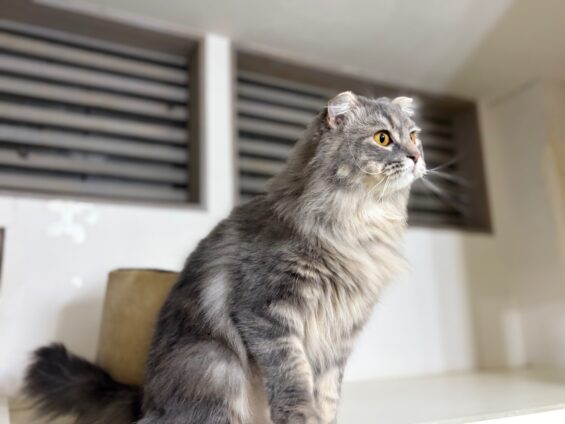 ヌーノクラブ 猫専用ペットホテル 都内 中野区 フリースペースでのびのび お預り中の猫ちゃん スコティッシュフォールドのルル