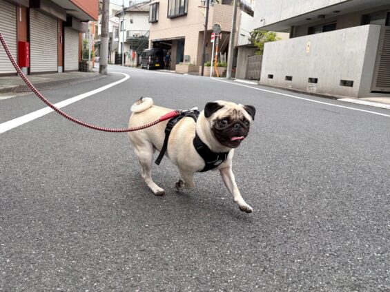 ヌーノクラブ　犬のペットホテル　東京　中野区　フリースペースでのびのび　お預かり中　パグのぼっちゃん