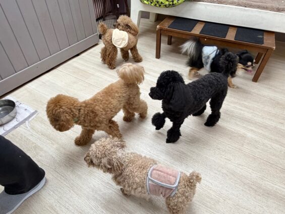 ヌーノクラブ　犬のペットホテル　東京　中野区　フリースペースでのびのび　お預かり中　トイプードルのさくら