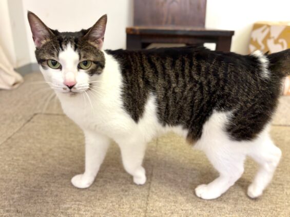 ヌーノクラブ　猫専用ペットホテル　都内　中野区　フリースペースでのびのび　お預り中の猫ちゃん　日本猫のナッツ