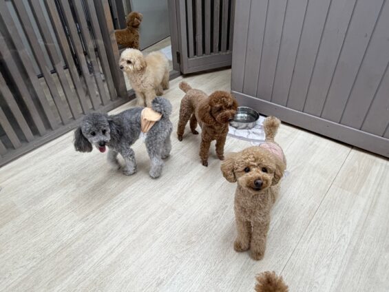 ヌーノクラブ 犬のペットホテル 東京 中野区 フリースペースでのびのび お預かり中 トイプードルのもも、マル、ゴマ