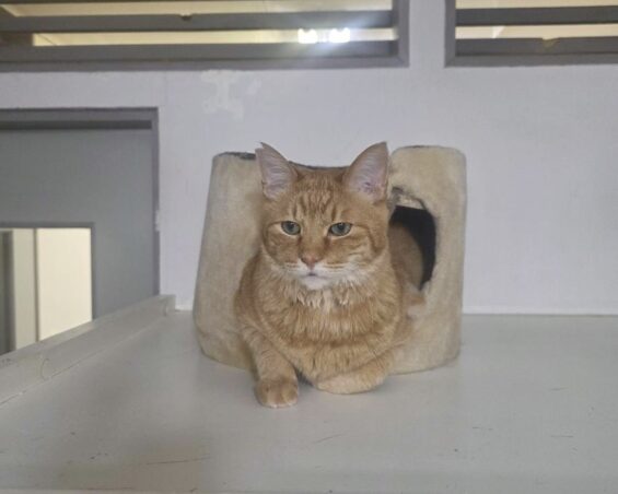 ヌーノクラブ　猫専用ペットホテル　都内　中野区　フリースペースでのびのび　お預り中の猫ちゃん　ミックスのピノ