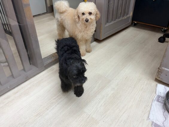 ヌーノクラブ 犬のペットホテル 東京 中野区 フリースペースでのびのび お預かり中 チワプーのルン、トイプードルのモコ