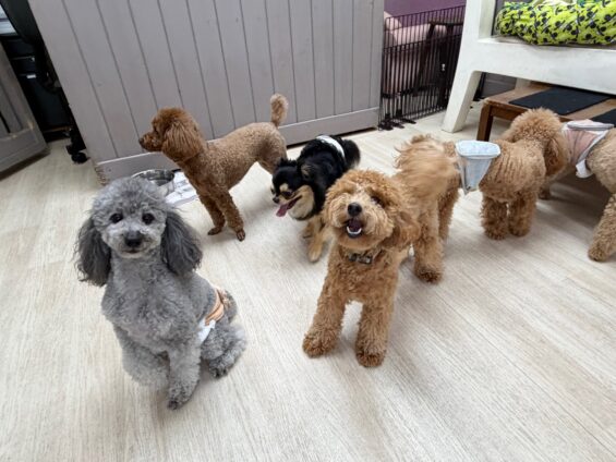 ヌーノクラブ　犬のペットホテル　東京　中野区　フリースペースでのびのび　お預かり中　トイプードルのクレア