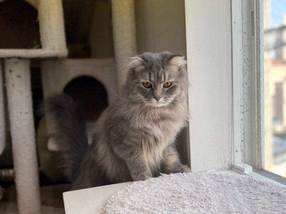 ヌーノクラブ 猫専用ペットホテル 都内 中野区 フリースペースでのびのび お預り中の猫ちゃん スコティッシュフォールドのルル