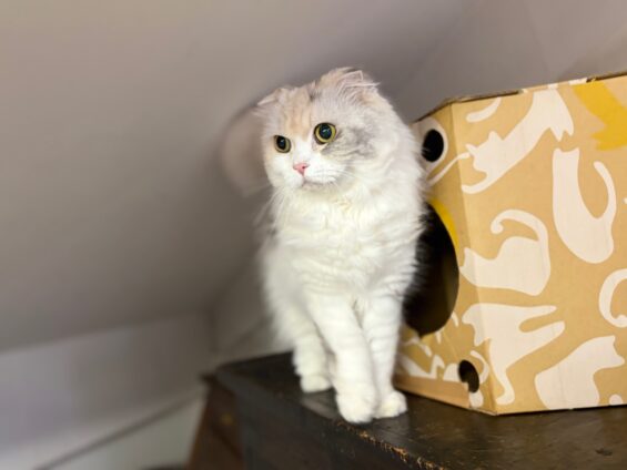 ヌーノクラブ　猫専用ペットホテル　都内　中野区　フリースペースでのびのび　お預り中の猫ちゃん　スコティッシュフォールドのもも