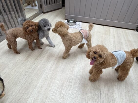 ヌーノクラブ 犬のペットホテル 東京 中野区 フリースペースでのびのび お預かり中 トイプードルのもも、マル、ゴマ