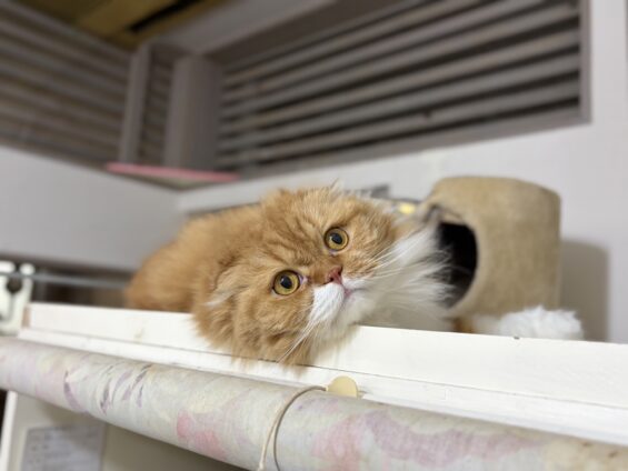ヌーノクラブ 猫専用ペットホテル 都内 中野区 フリースペースでのびのび お預り中の猫ちゃん スコティッシュフォールドのモカ