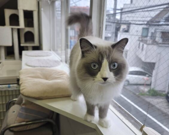 ヌーノクラブ　猫専用ペットホテル　都内　中野区　フリースペースでのびのび　お預り中の猫ちゃん　サイベリアンの永織