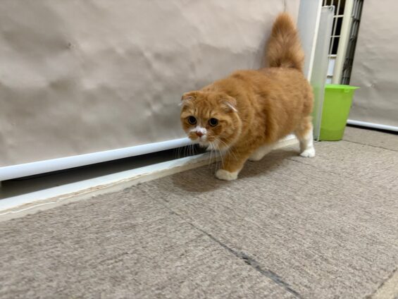 ヌーノクラブ　猫専用ペットホテル　都内　中野区　フリースペースでのびのび　お預り中の猫ちゃん　スコティッシュフォールドのもも