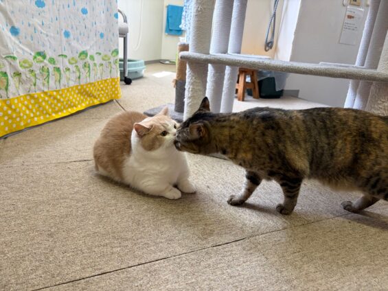 ヌーノクラブ　猫専用ペットホテル　都内　中野区　フリースペースでのびのび　お預り中の猫ちゃん　マンチカンのちくわ