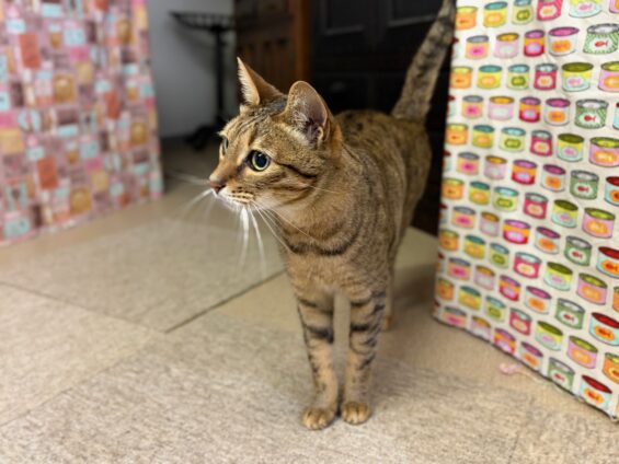 ヌーノクラブ　猫専用ペットホテル　都内　中野区　フリースペースでのびのび　お預り中の猫ちゃん　ベンガルのモン