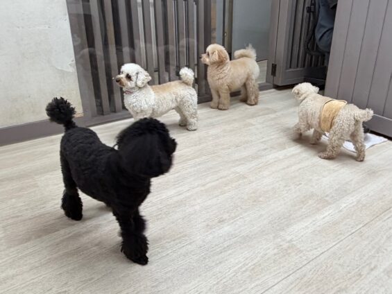 ヌーノクラブ 犬のペットホテル 東京 中野区 フリースペースでのびのび お預かり中 トイプードルのコロン、バンビ