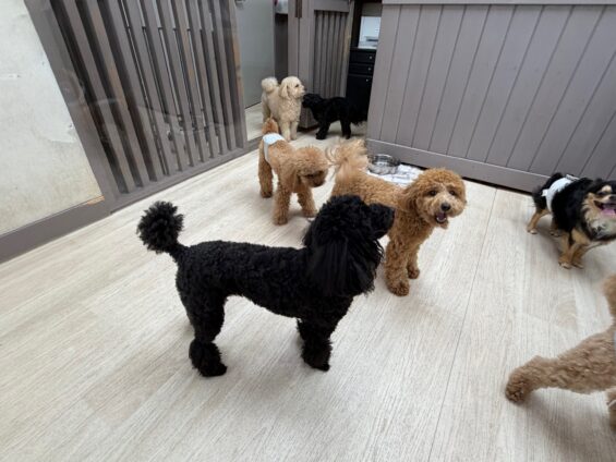 ヌーノクラブ 犬のペットホテル 東京 中野区 フリースペースでのびのび お預かり中 チワプーのルン、トイプードルのモコ