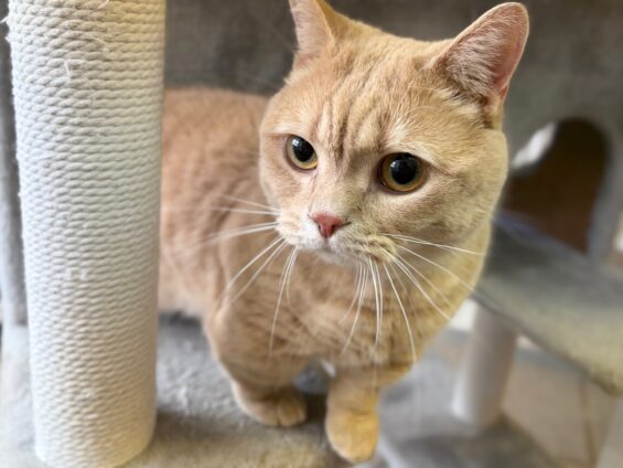 ヌーノクラブ 猫専用ペットホテル 都内 中野区 フリースペースでのびのび お預り中の猫ちゃん マンチカンの専務