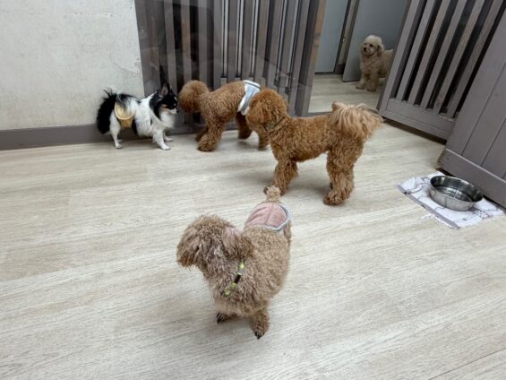 ヌーノクラブ　犬のペットホテル　東京　中野区　フリースペースでのびのび　お預かり中　チワワのふうたろう、ぽんたろう
