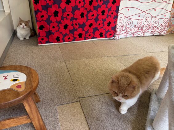 ヌーノクラブ 猫専用ペットホテル 都内 中野区 フリースペースでのびのび お預り中の猫ちゃん ラムキンの丈二