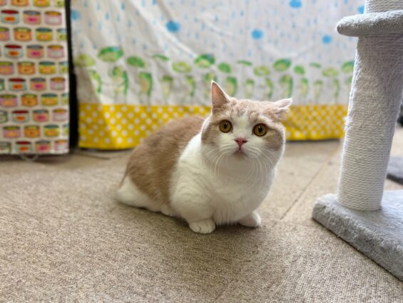 ヌーノクラブ　猫専用ペットホテル　都内　中野区　フリースペースでのびのび　お預り中の猫ちゃん　マンチカンのちくわ
