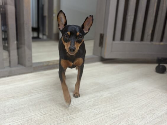 ヌーノクラブ 犬のペットホテル 東京 中野区 フリースペースでのびのび お預かり中 ミニチュアピンシャーのバンビ