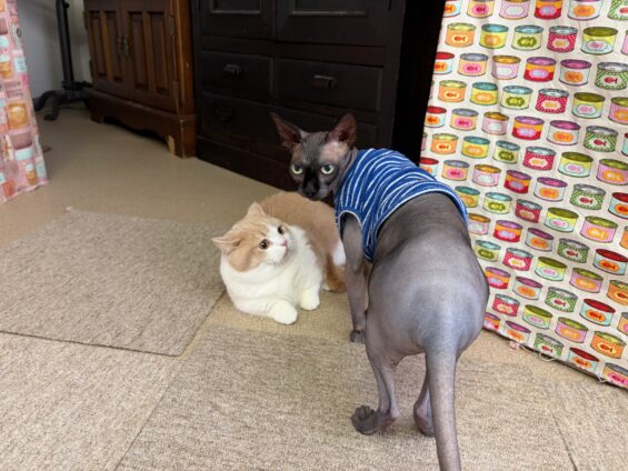 ヌーノクラブ　猫専用ペットホテル　都内　中野区　フリースペースでのびのび　お預り中の猫ちゃん　スフィンクスのジロー
