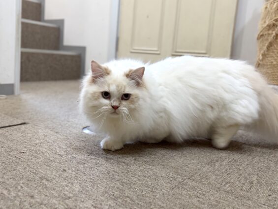 ヌーノクラブ 猫専用ペットホテル 都内 中野区 フリースペースでのびのび お預り中の猫ちゃん ミヌエットのルイ