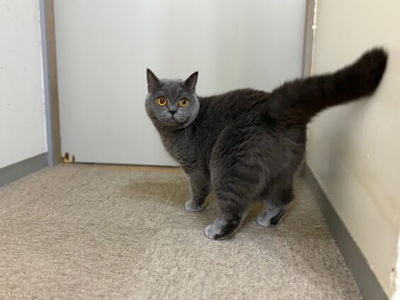 ヌーノクラブ　猫専用ペットホテル　都内　中野区　フリースペースでのびのび　お預り中の猫ちゃん　ブリティッシュショートヘアのココナッツ