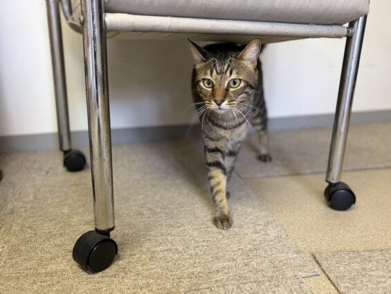 ヌーノクラブ 猫専用ペットホテル 都内 中野区 フリースペースでのびのび お預り中の猫ちゃん ミックスのみーた