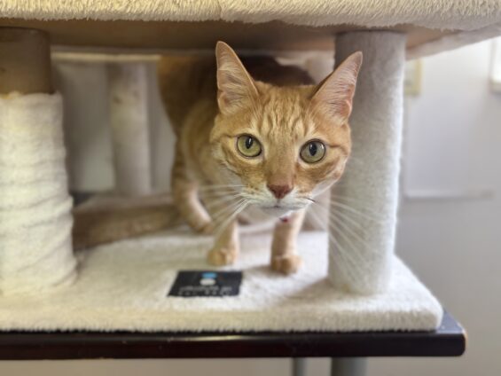 ヌーノクラブ 猫専用ペットホテル 都内 中野区 フリースペースでのびのび お預り中の猫ちゃん ミックスのトム