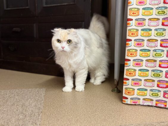 ヌーノクラブ　猫専用ペットホテル　都内　中野区　フリースペースでのびのび　お預り中の猫ちゃん　スコティッシュフォールドのもも