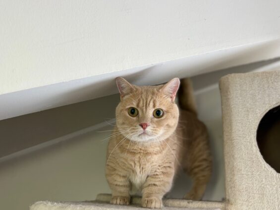 ヌーノクラブ 猫専用ペットホテル 都内 中野区 フリースペースでのびのび お預り中の猫ちゃん マンチカンの専務