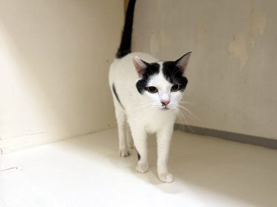 ヌーノクラブ 猫専用ペットホテル 都内 中野区 フリースペースでのびのび お預り中の猫ちゃん 白黒猫のめいじ