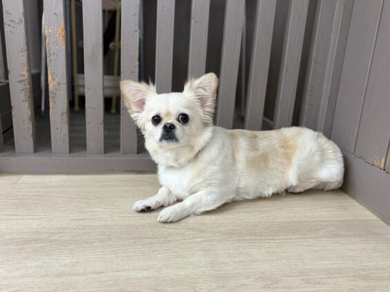 ヌーノクラブ　犬のペットホテル　東京　中野区　フリースペースでのびのび　お預かり中　ペキチワのちくわぶ