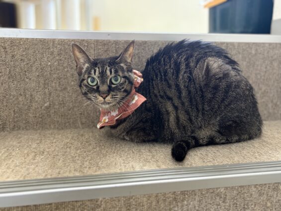 ヌーノクラブ 猫専用ペットホテル 都内 中野区 フリースペースでのびのび お預り中の猫ちゃん ミックスのララ