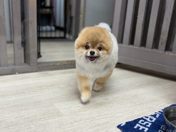 ヌーノクラブ　犬のペットホテル　東京　中野区　フリースペースでのびのび　お預かり中　ポメラニアンの月