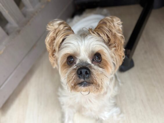 ヌーノクラブ　犬のペットホテル　東京　中野区　フリースペースでのびのび　お預かり中　ヨーキーの豆太