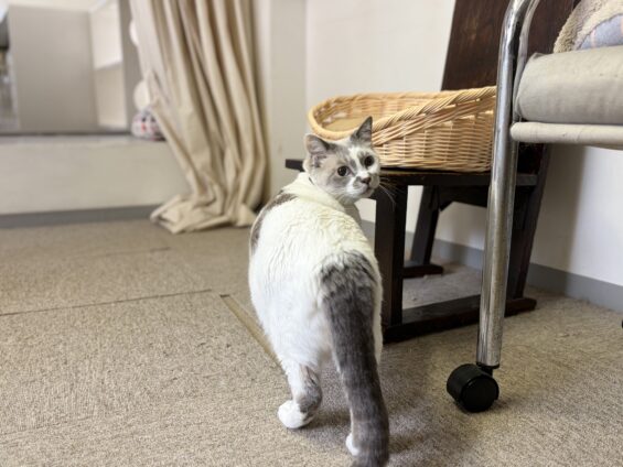 ヌーノクラブ 猫専用ペットホテル 都内 中野区 フリースペースでのびのび お預り中の猫ちゃん ミックスのみぞれ