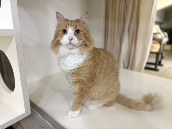 ヌーノクラブ 猫専用ペットホテル 都内 中野区 フリースペースでのびのび お預り中の猫ちゃん ノルウェージャンフォレストキャットのソラ