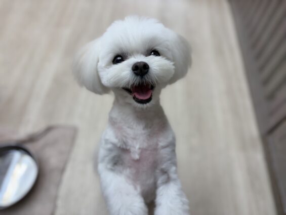 ヌーノクラブ　犬のペットホテル　東京　中野区　フリースペースでのびのび　お預かり中　マルチーズ×ポメラニアンのモコ